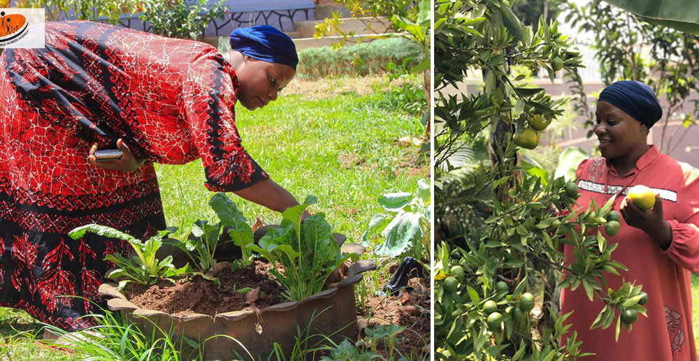Harvesting vegetables and citrous fruits at the demonstration farm Harvesting vegetables and citrous fruits at the demonstration farm