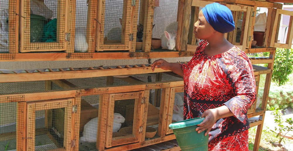 Rabbit keeping at the home farm. Aside sales of their delicious meat, their urine is used as insecticide while the solid waste is manure to fertilize the home garden