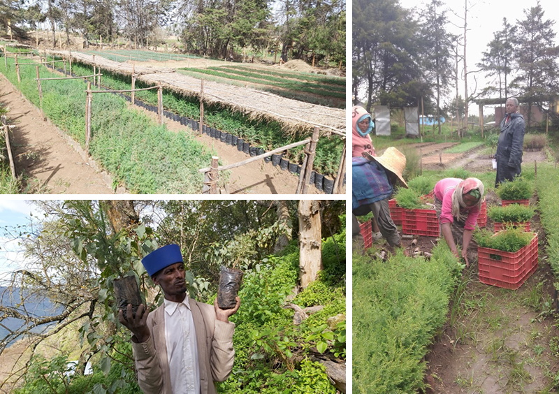 One of the tree nurseries that were established and distribution of tree seedlings to the community for planting