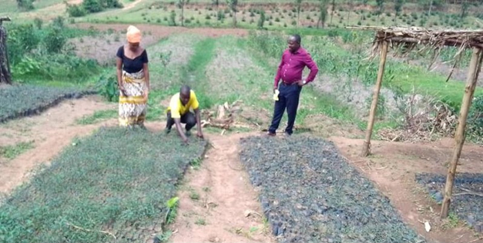 Dufatanye Cooperative members in Gisagara District working at their tree nurseries to expand agroforestry and promote climate-smart farming practices.