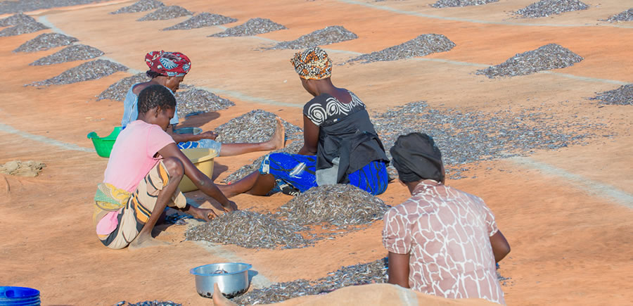 Women sorting small sardines/dagaa at Busekela landing site in Musoma, Tanzania Women sorting small sardines/dagaa at Busekela landing site in Musoma, Tanzania