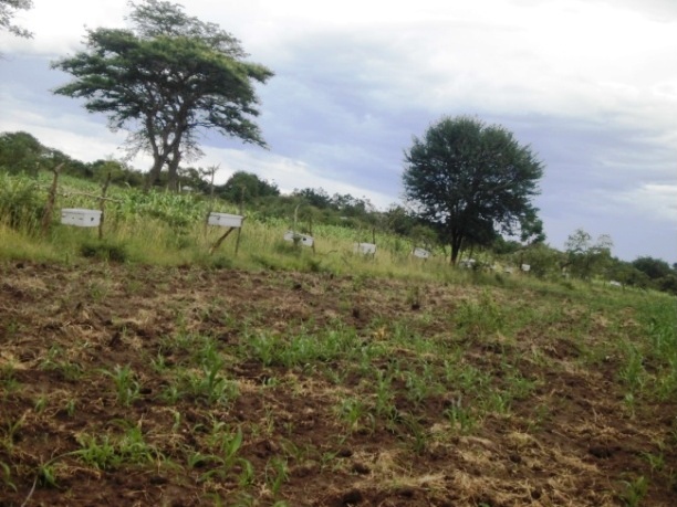 A beehive fence protecting crop fields from invasion by elephants in Serengeti, Tanzania